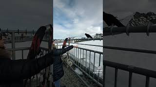 Bird feeding on Titlis