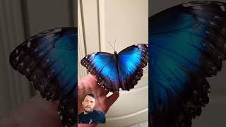 #butterfly #shorts #top#shortvideo