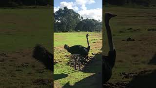 Driving past an Ostrich! #shorts #ostrich #zoo #ytshorts