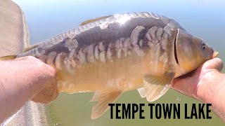 Fishing Tempe Town Lake AZ #2 // Back for Revenge