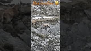 Young ibex male confrontation / Jeune bouquetin mâle se confrontant #wildlife #suisse #nature #ibex