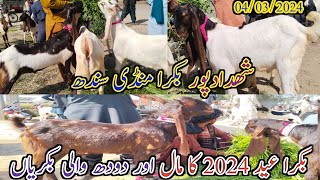 shahdadpur Bakra mandi | mix Goat breed | latest update today | date 04/03/2024