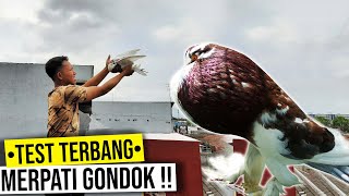 TEST TERBANG MERPATI GONDOK HANNA POUTER !!