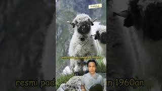 Valais Blacknose Sheep Shaun The Sheep Di Dunia Nyata #shorts