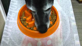 Great Dane tries slow-feed bowl from Simply Pets