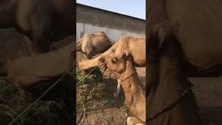 Camels market❤❤❤ #camel #animals #youtubeshorts #youtubevideos #camelcolor #ytshorts #goat