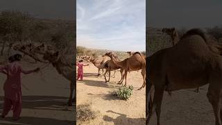 Dangerous wild camel#youtubeshorts #shortsfeed #shortsfeed #جمال #جمال #camel #animals