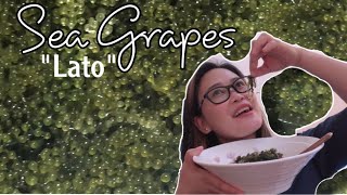 HOW TO PREPARE  ORGANIC SEA GRAPE |LATO IN BISAYA|SEAWEED