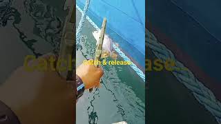 catch and release..#fishing #fish #subscribe #shortvideo #