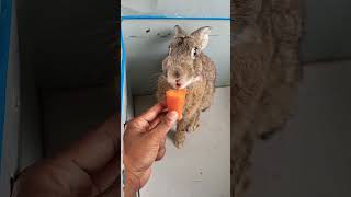 The bunny cute sweet with 🥕 #bunny #rabbit #pewdiepie #rabbitt #pet #houserabbit  #cute #animal #萌寵