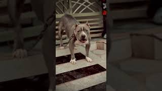 Roxy american bully #ghawarvlogz #americanbully #americanbullylover #viral