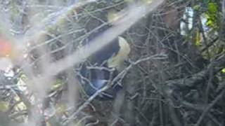 Plush-crested Jay. Cyanocorax chrysops. .wmv