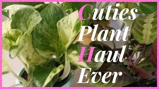 Spring Plant Haul (2019) | Adding to My Small Plant Collection