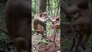 MONKEY BONDING #shortvideo #monkey #youtubeshorts #animals #nature #family