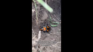 American burying beetles reintroduced into the wild