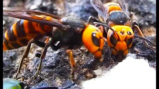 死ぬぞ！ スズメバチに近づくな！　　オオスズメバチ