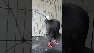 #pigeon #birds #animals #pets #attitude #bd #foryou #kabutar #kobutor #tending