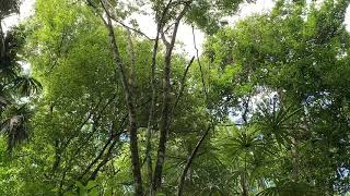 Spider Monkeys in Tikal - vid 2