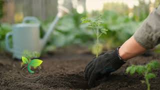 🍅🍀 Gardening 101: When to Start Tomato Seeds Indoors for Maximum Yield