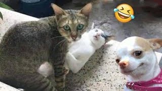 Funniest Animals 😄 New Funny Cats and Dogs Videos 😹🐶 Part 2