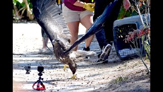 Fledgling Bald Eagle Takes to the Sky