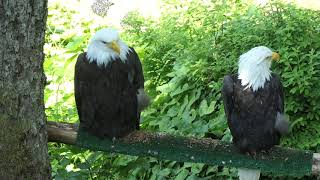 Alaska Raptor Center