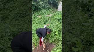 The girl dug a hole to plant a tree.