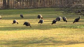 Turkeys in Yard - 12-8-2011 (10).MOV