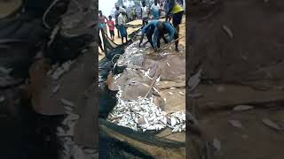 Big fish catch near karwar beach #karwar #fishing