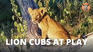 Cute Lion Cubs at Play (Baby Big 5)