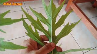 Philodendron Warscewiczii, Salah Satu Tanaman Hias Koleksi Yang Sedang Trend Saat Ini