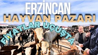 ERZİNCAN HAYVAN PAZARI GÜNCEL FİYATLAR / 22 ŞUBAT 2024