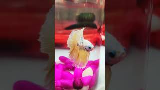 Beautiful betta fish ❤️❤️❤️