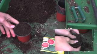 Sowing Melon Seeds | Jack Shilley