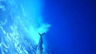 Mahimahi new Diamond Lead Trolling Ballyhoo