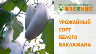 Белый баклажан - очень урожайный!