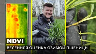 NDVI в весенней оценке озимой пшеницы. Фитопатолог - Анатолий Таракановский