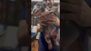 Perrito bailarín