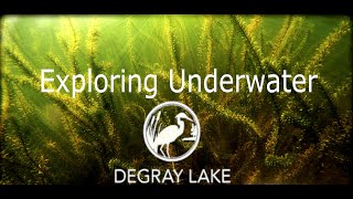 Exploring the Kelp Forest in Lake Degray