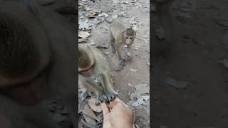 Feeding monkey ep126 #monkeyaction #monkeyfeeding #monkeyliving