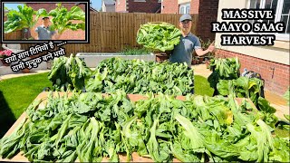 Massive Harvest | Harvesting Raayo Saag For Gundruk | Nepali Gardening Vlog | Nepali Family UK