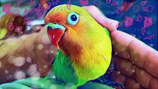 دعوا خانوادگی طوطی برزیلی های شیطون من قسمت سی و هشت - (my lovebirds - parrots)