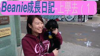 [澳洲生活］Beanie成長日記-上學去(1) 丨Beanie’s First Day to Puppy School in NSW