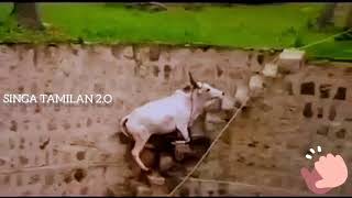 Strength of an cow