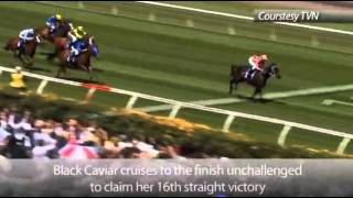 05.11.11.Flemington.Patinack Farm Classic(finish)-Black Caviar.