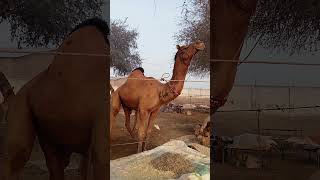 Most beautyful camel