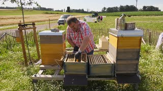 Ein neues Zuhause für 40.000 Bienen