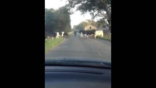 Cows crossing