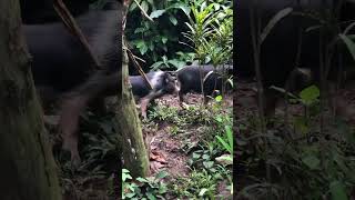 Wild Piglets #viral #shorts #trending #shortvideo #nature