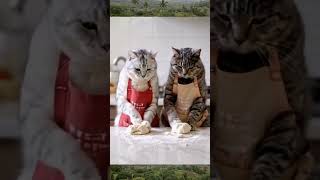 When the cat makes bread #cat #animals #catlover #catdance #trendingvideo #catvideos